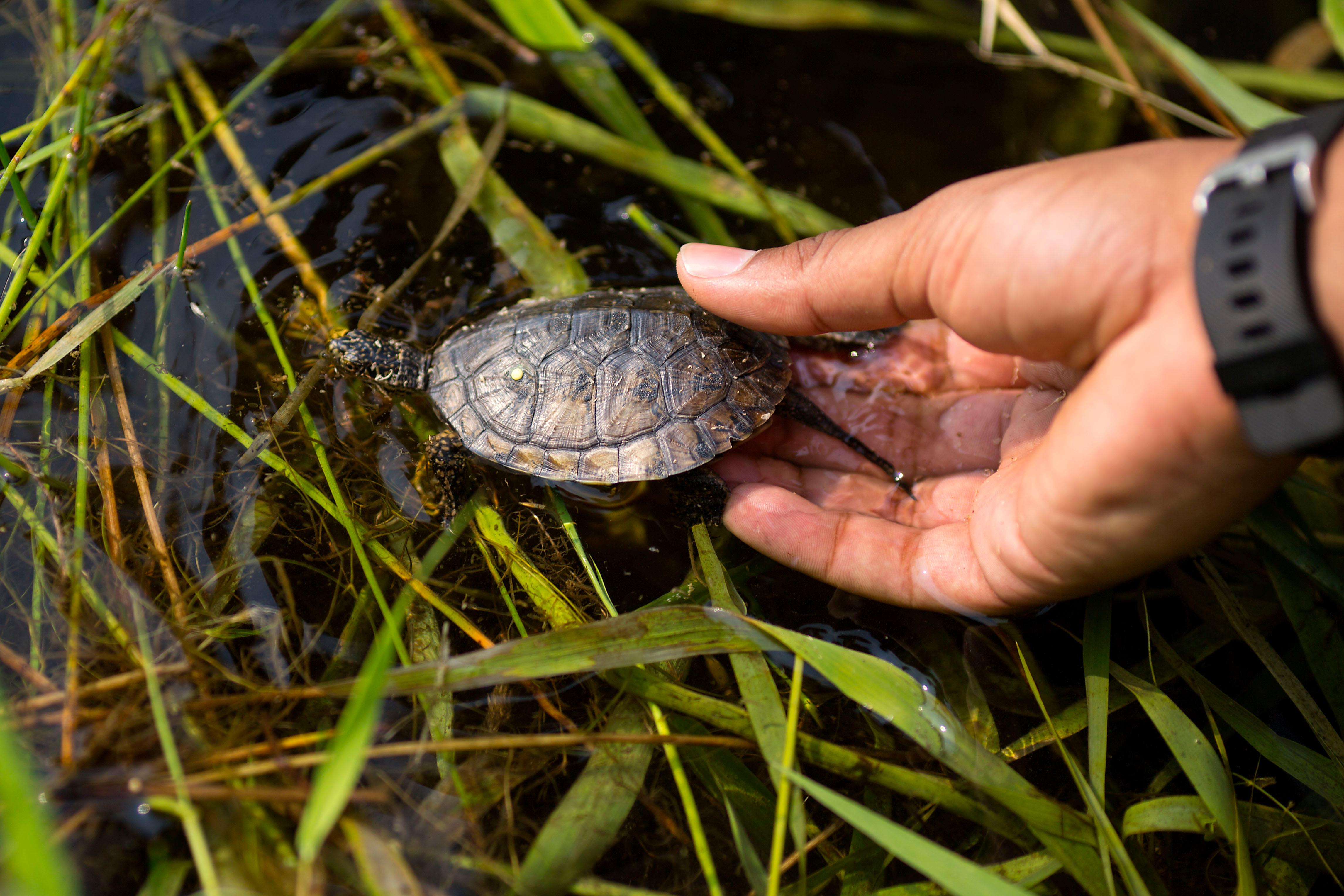 Photos: Be Free! Zoo Releases Endangered Baby Turtles Back Into The ...