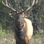 Wisconsin's first elk hunt to take place this fall