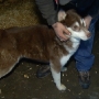 Owner of 15 abandoned Siberian Huskies charged, dogs rapidly adopted