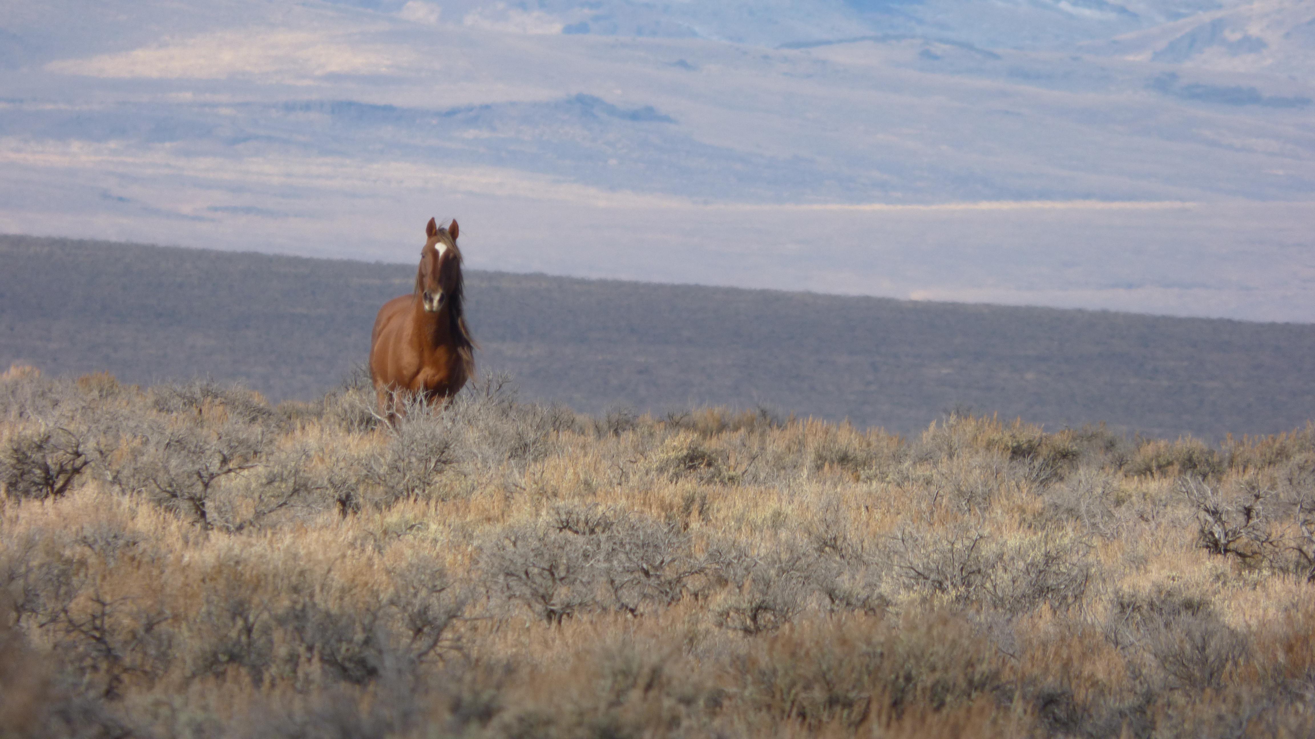Photos Oregon wild horse roundup in progress KVAL