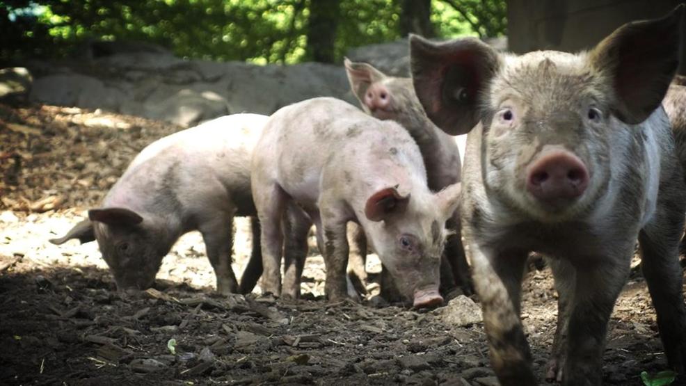 judge-arkansas-hog-farm-s-lawsuit-against-state-to-continue-katv