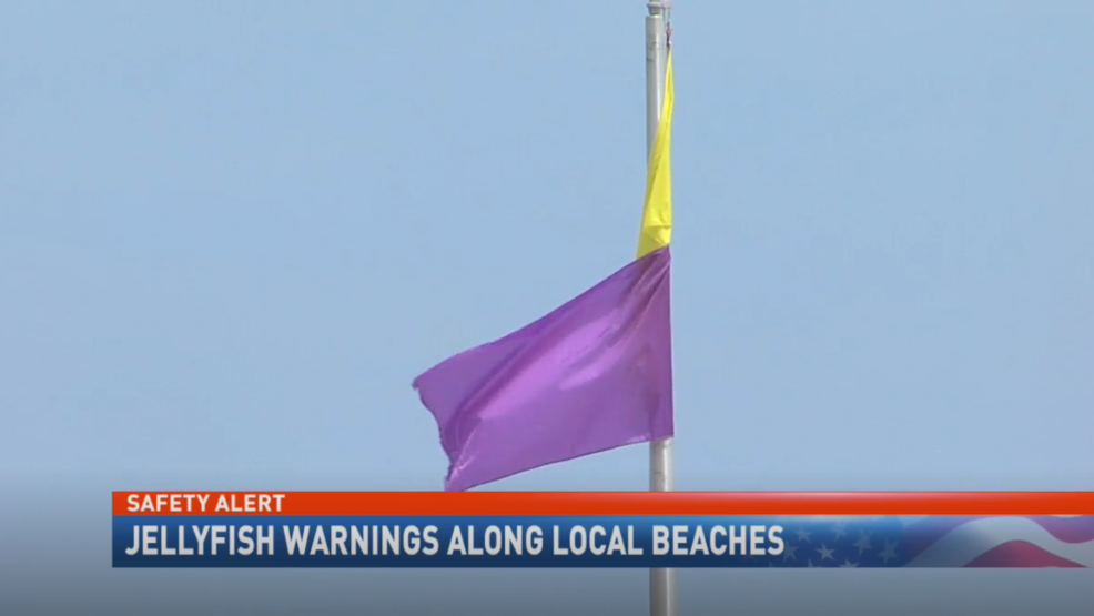 purple-flags-are-flying-on-the-beach-as-a-jelly-fish-warning-is-in