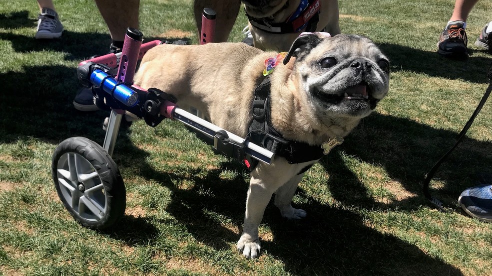 Pugs plod their way all over Las Vegas KSNV