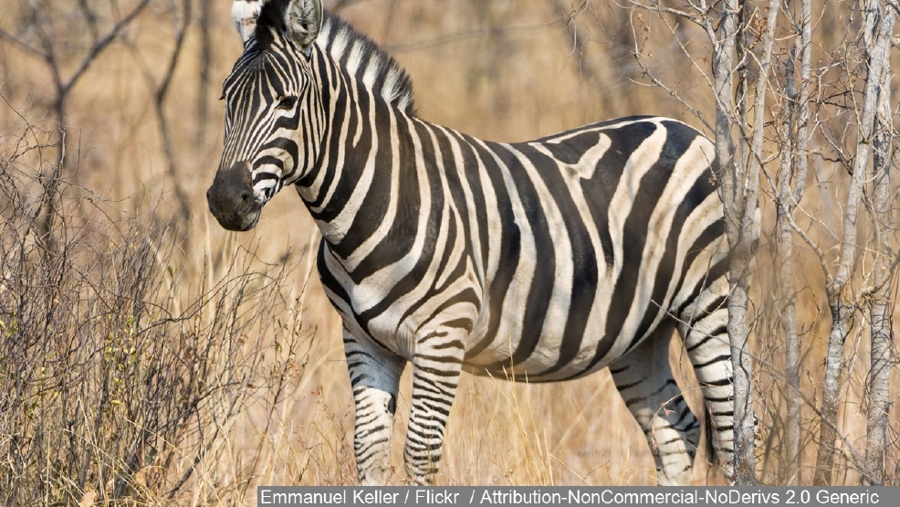 Zebras flee circus, run through Philadelphia streets | WJLA