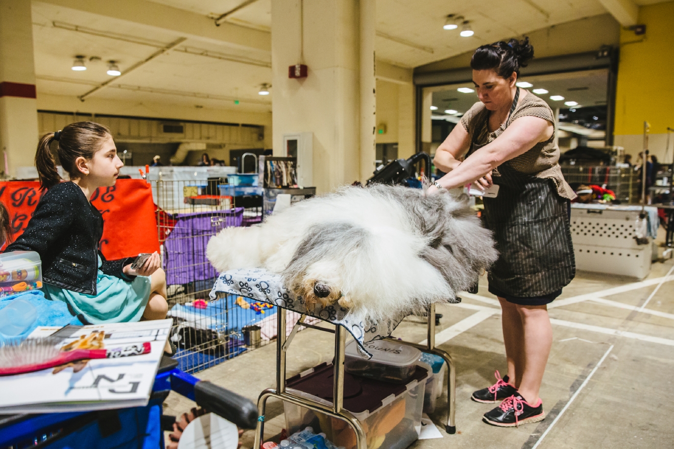 Photos Touring the Grooming Room of the Seattle Dog Show Seattle Refined