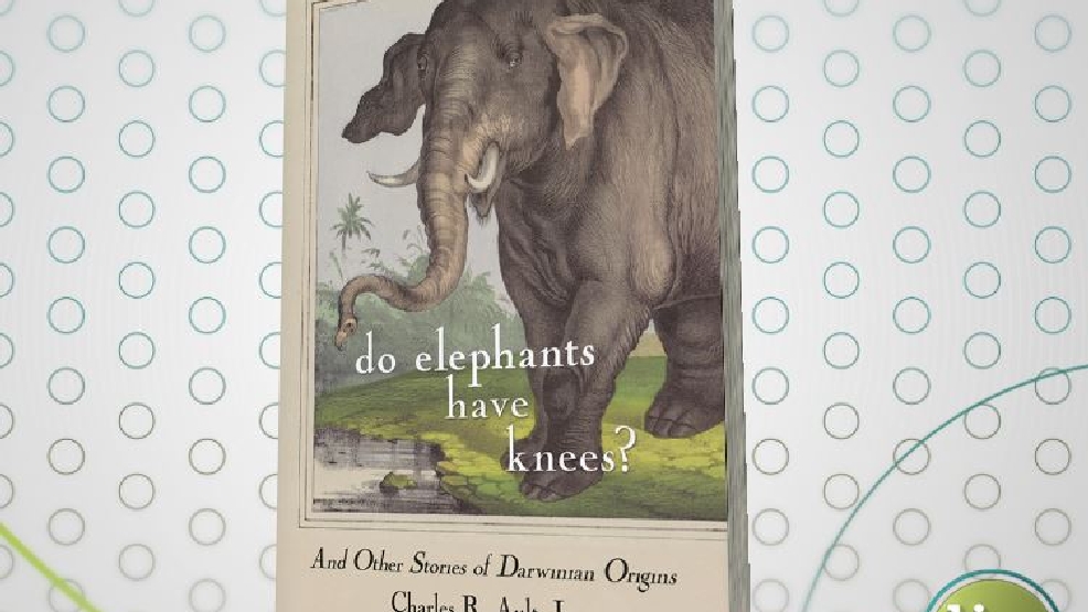 Do Elephants Have Knees? KATU