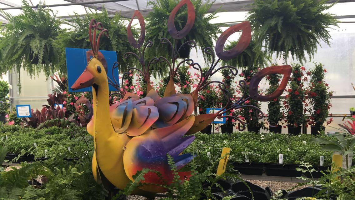 Anderson’s Greenfield Plant Farm Is A Local Plant &amp; Flower