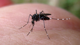 Austin Health Department begins mosquito collection, surveillance