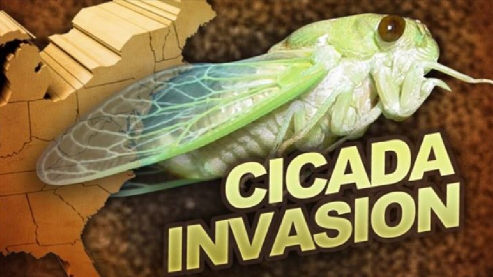 Cicadas to emerge this spring in multiple West Virginia counties WCHS