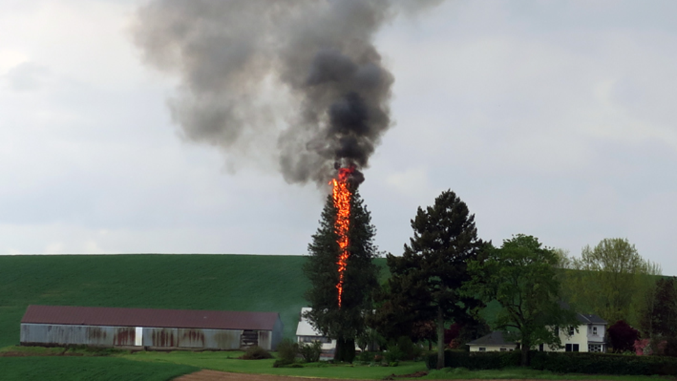 Lightning strikes tree, sparks fire in Stayton KCBY