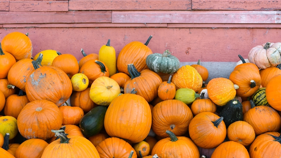 The 10 Best Pumpkin Patches to explore this fall Seattle Refined