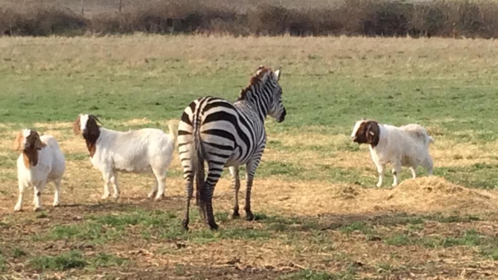 Zebra stands guard at Oregon goat ranch KVAL
