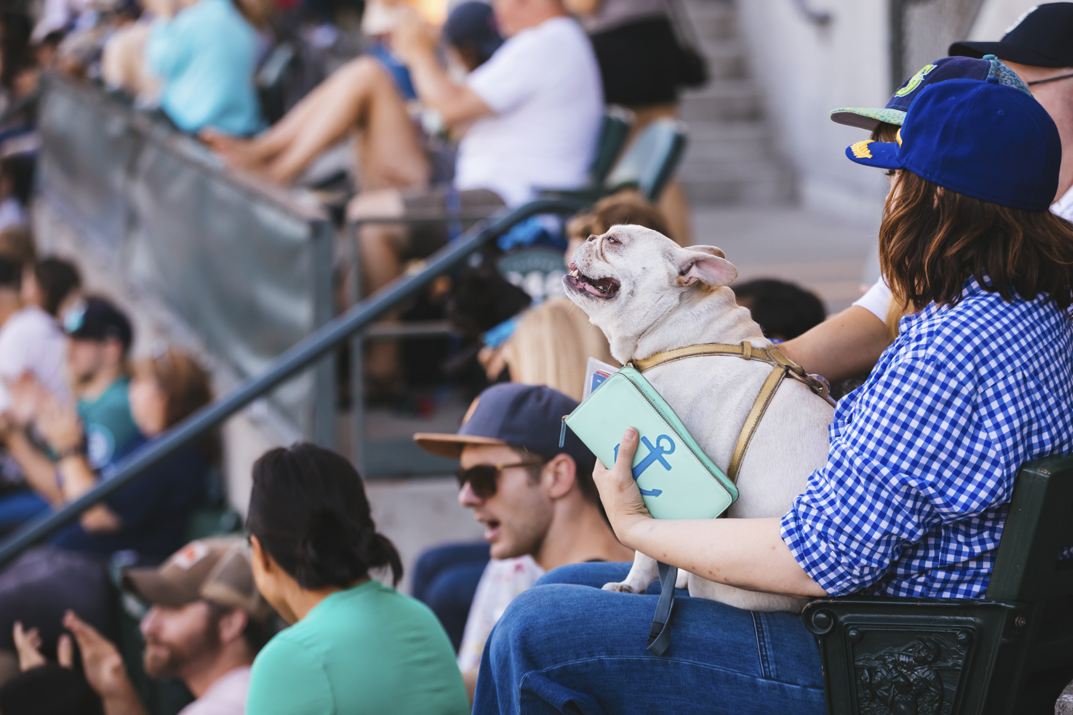Photos Mariners' Bark at the Park returns for a howling good time