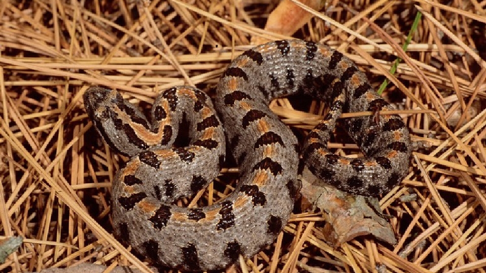 Twra Seeks Public Help Finding Rattlesnakes 