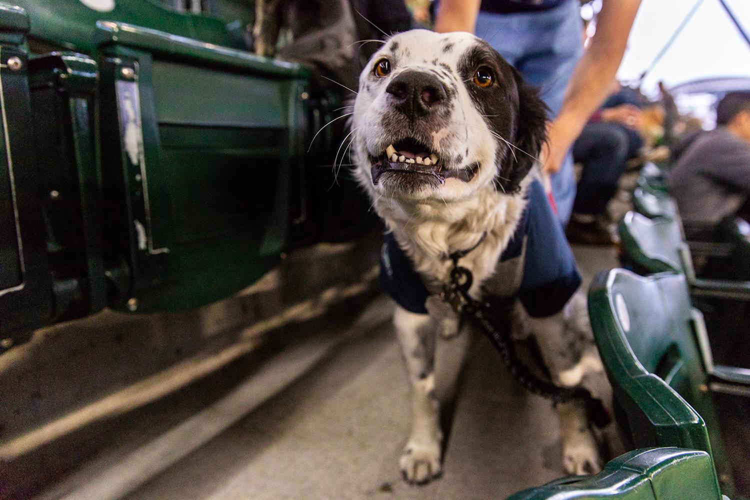 Photos Dogs steal the spotlight at Mariners' first Bark at the Park of