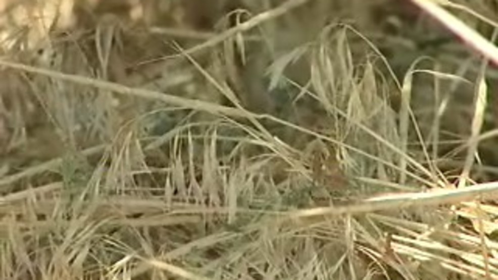 Forestry officials fretful of flammable cheatgrass outbreak, could