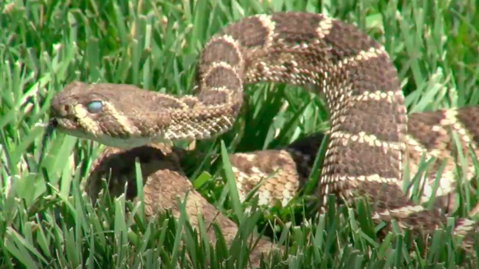 Summer heat increases chance of snake encounters WOAI
