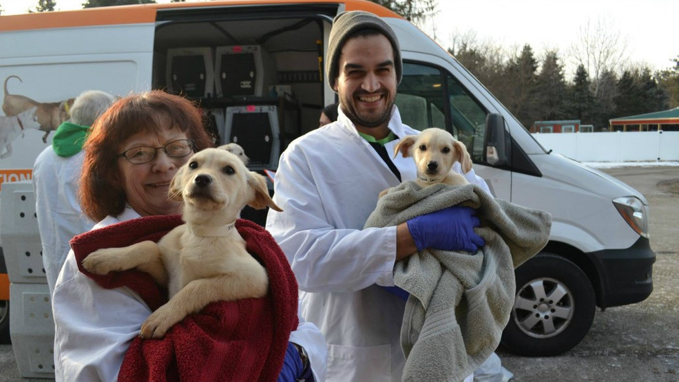Dane County Humane Society hosts drivethrough pet food pantry WMSN