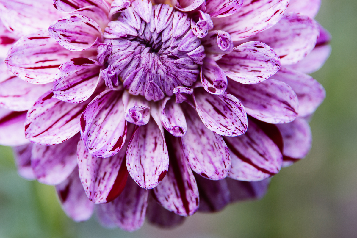 A closer look at Seattle's official flower Seattle Refined