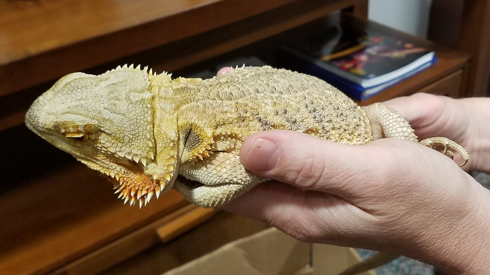 Owner of lost lizard sought after reptile found wandering alone in