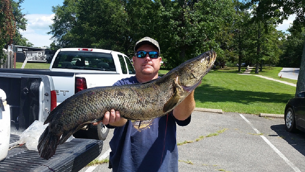 Snakehead infiltrates Virginia waters and legislation WSET