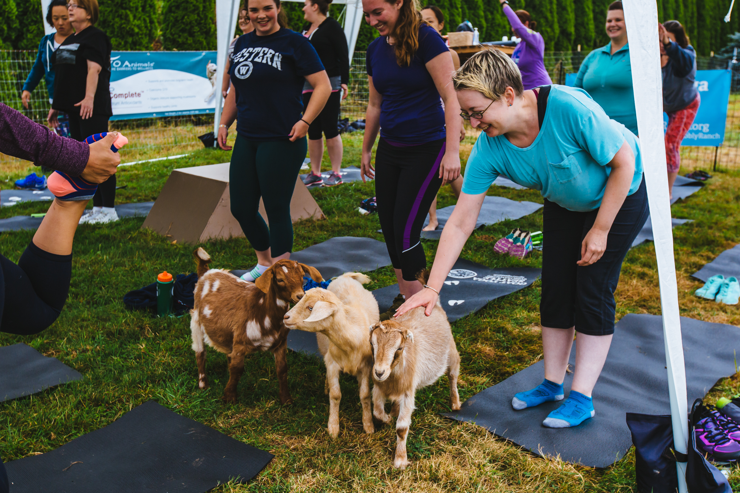 Photos Take a Goat Yoga class in Snohomish (all the kids are doing it
