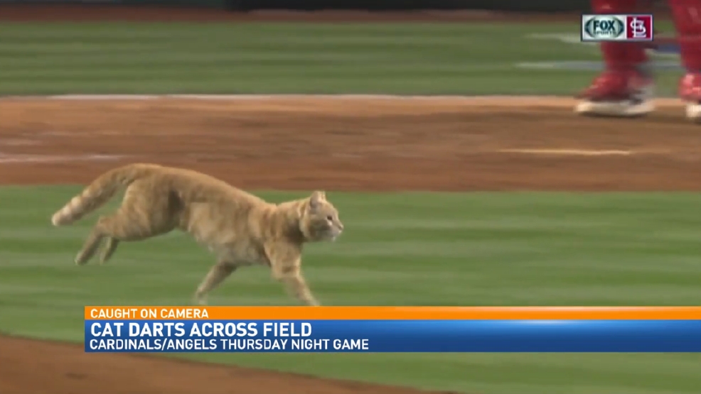 Cat runs onto baseball field WWMT