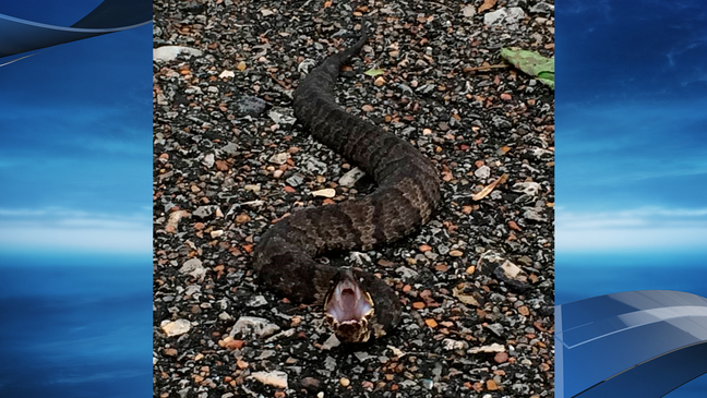 Receding flood waters from Harvey turning up unexpected wildlife