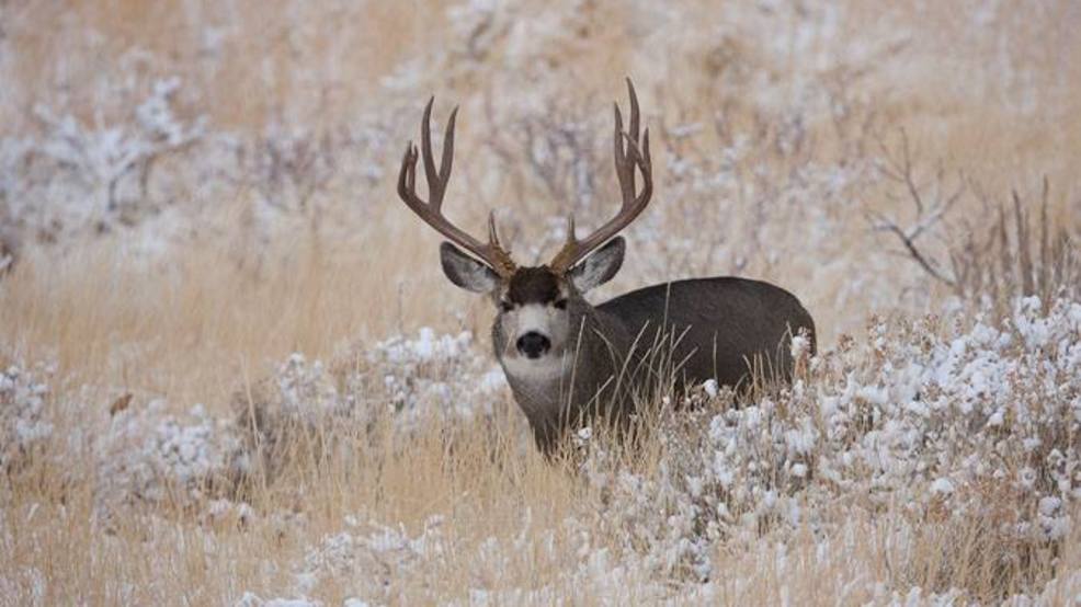 Nevada Department of Wildlife to release big game draw results on May