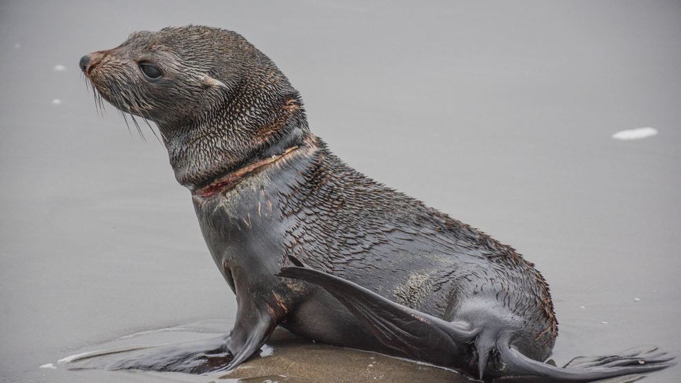 Seaside Aquarium asks for public's help finding injured seal with rope