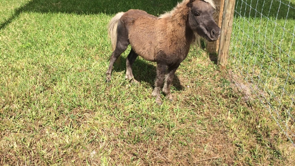 How big does a mini pony normally gets?