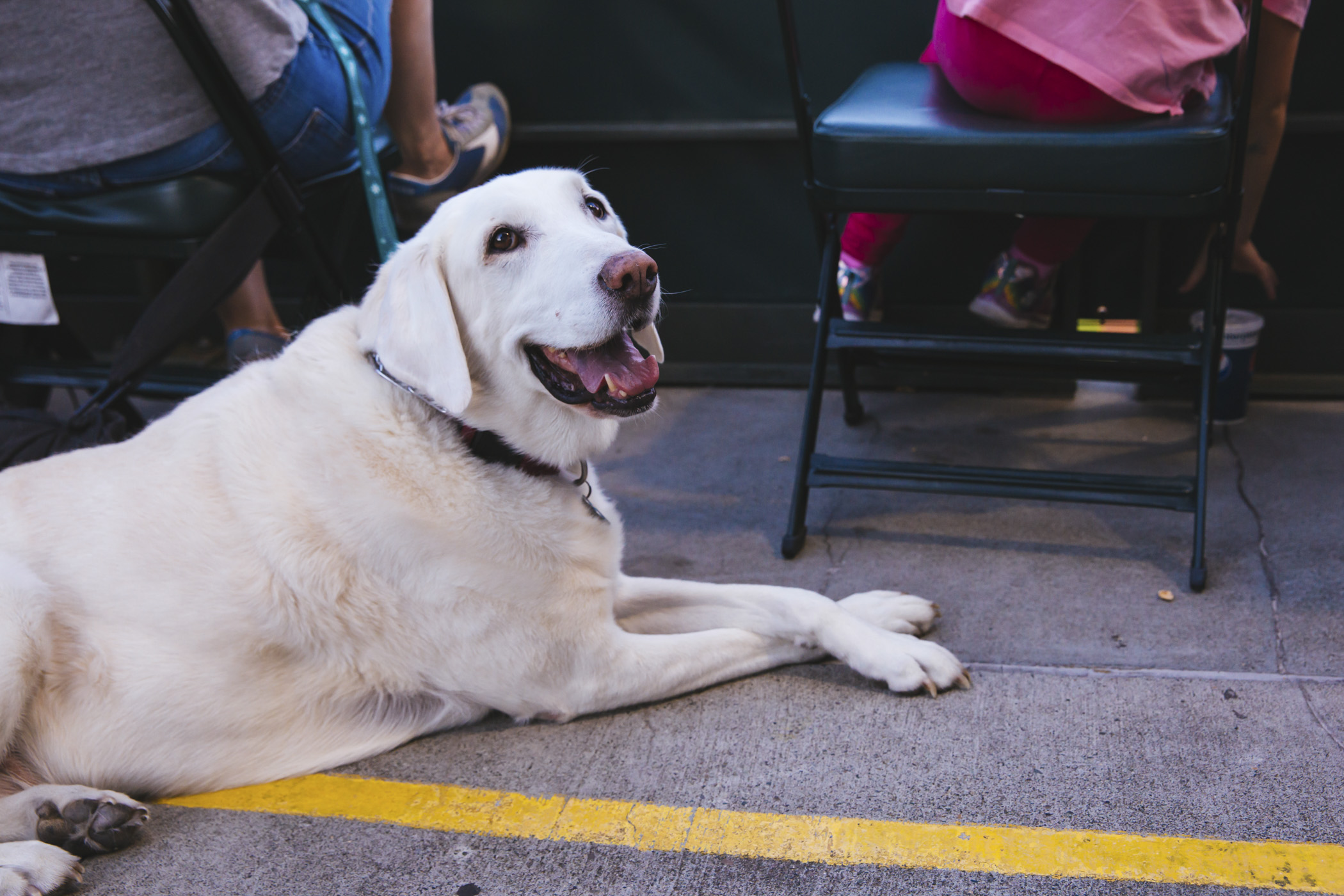 Photos: Mariners' Bark at the Park returns for a howling good time