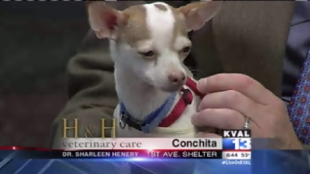pet_conchita3.jpg