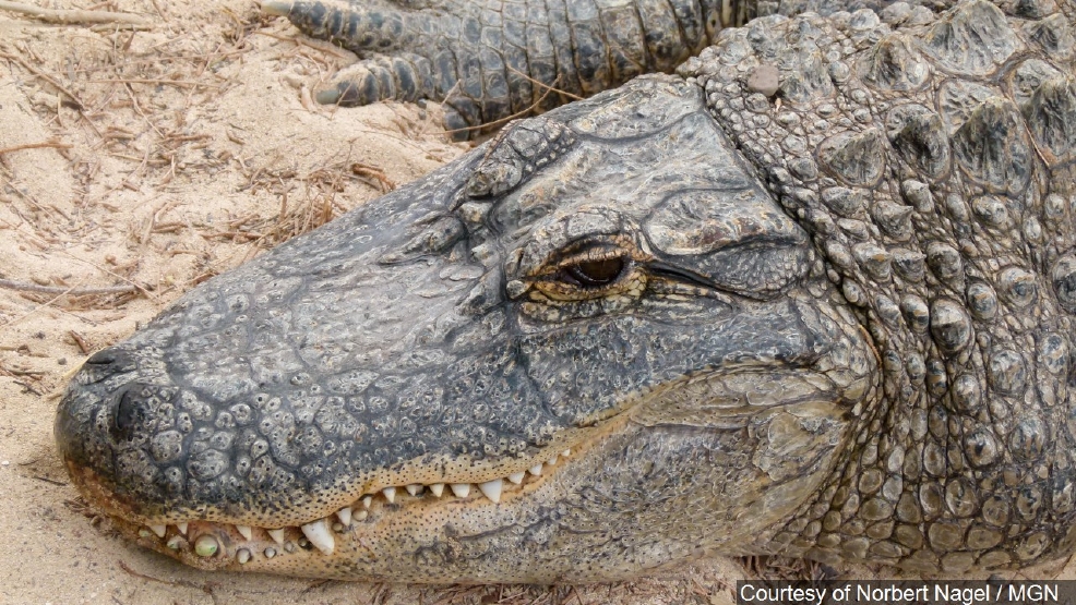 Alligator found gripping a human body in its jaws | KUTV