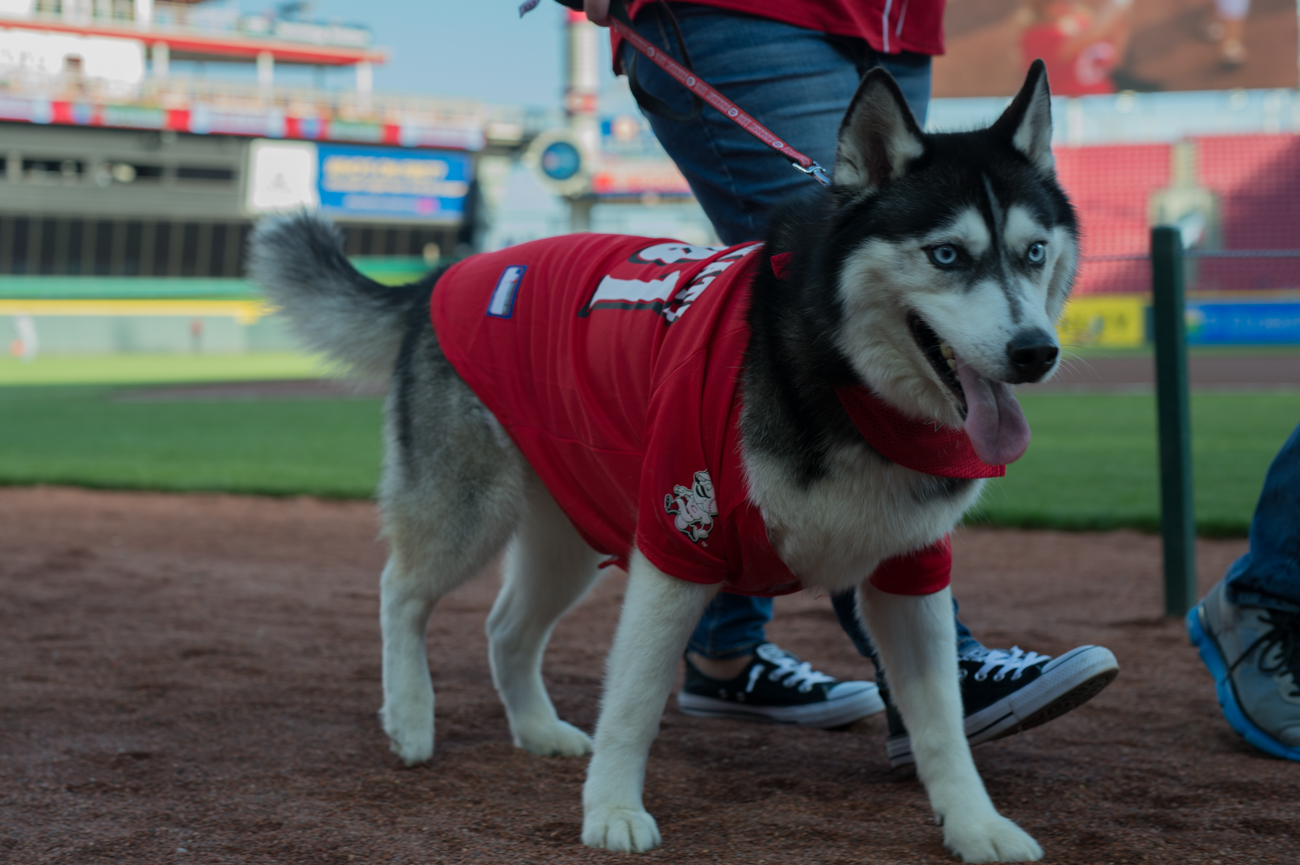 Photos From The Reds’ First Bark In The Park (5.8.18) Cincinnati Refined