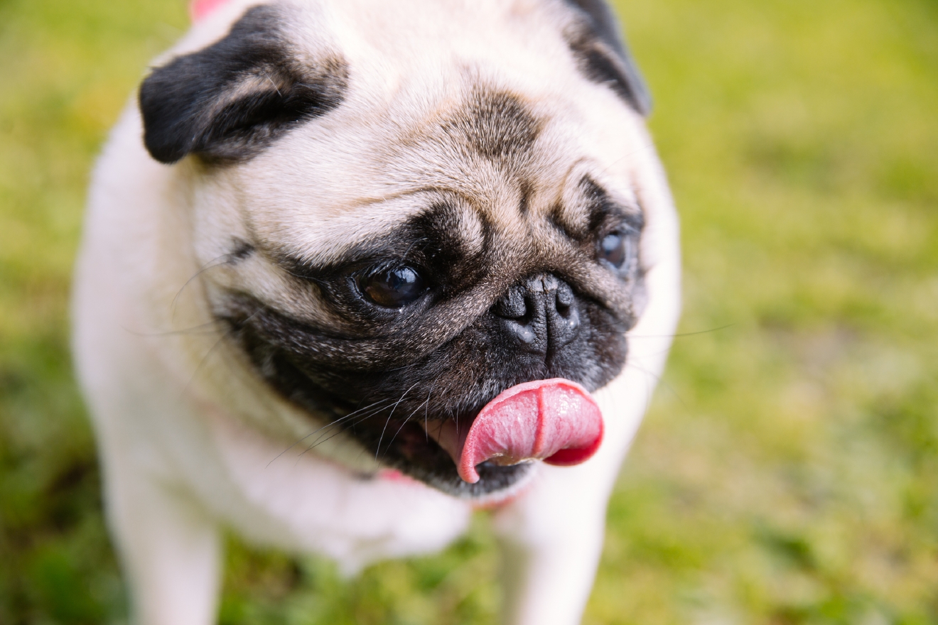 RUFFined Spotlight Daisy the Pug Seattle Refined