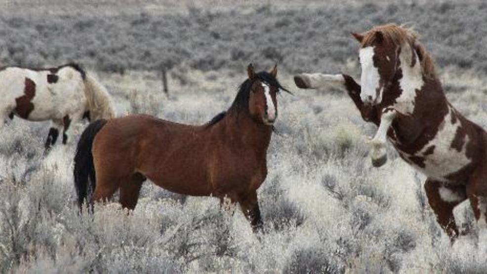 Suit tries to block roundup of nearly 10,000 Nevada mustangs KUTV
