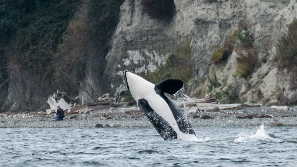 10 breathtaking spots for whale watching in Washington without a boat