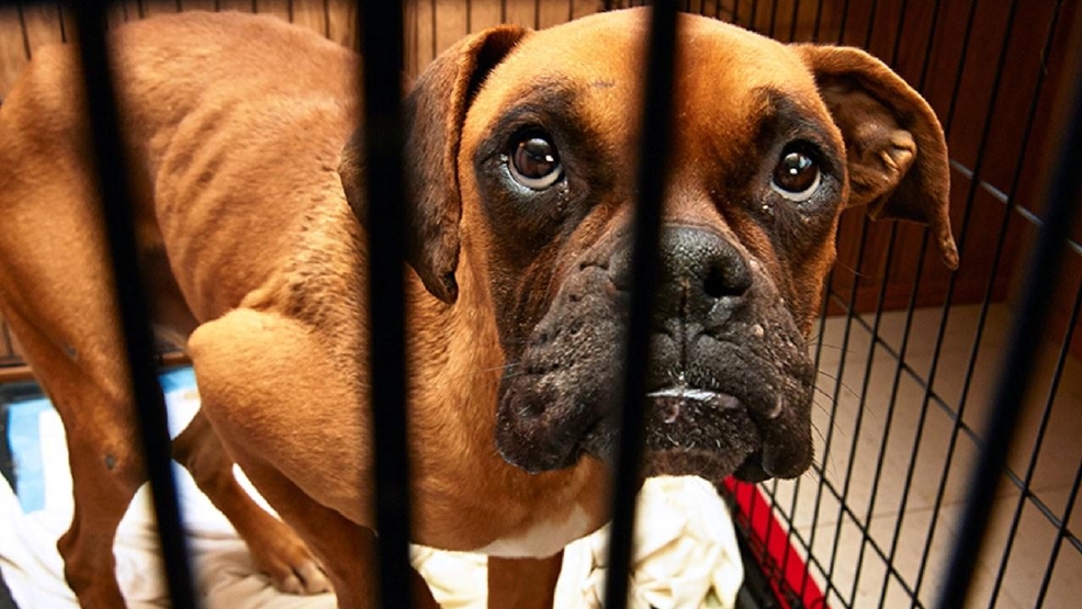animal abuse and cruelty essay animal abuse and cruelty essay