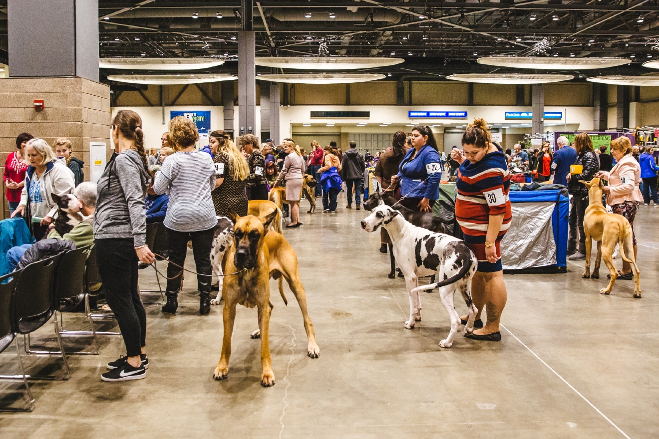 Photos The Seattle Dog Show Is Everything You Need Right Now (And More