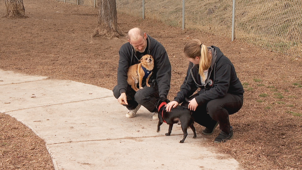 small dogs that need a home