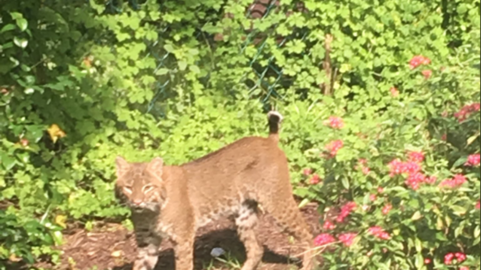 Feline fear Bobcat attack, sightings in Palm Beach Gardens