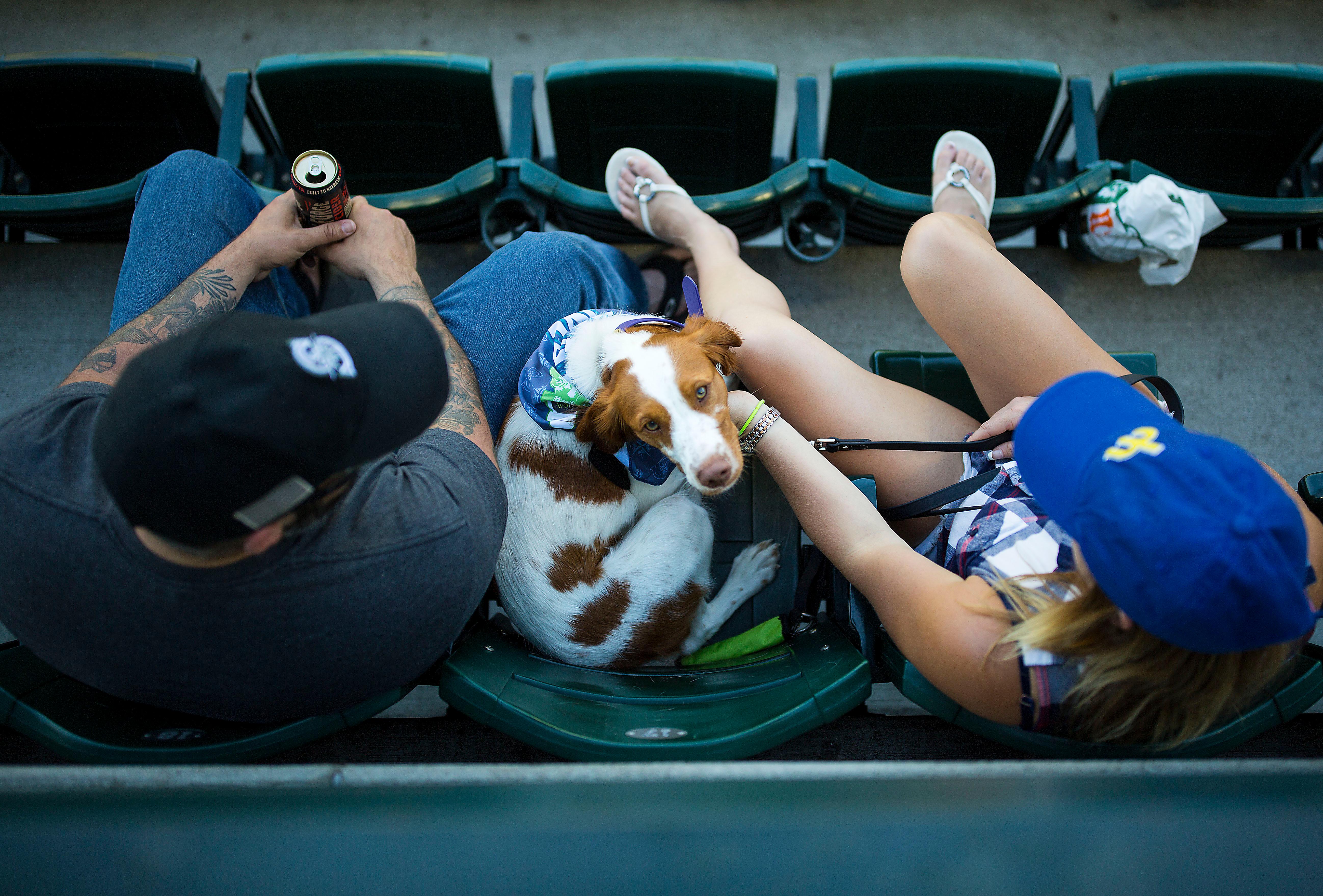 Photos Mariners 'Bark at the Park' is the doggone cutest Seattle Refined