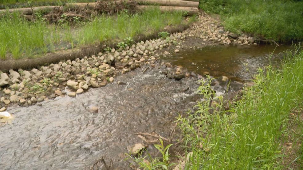 Bowman Creek in Ravina Park made new with fish, plants and