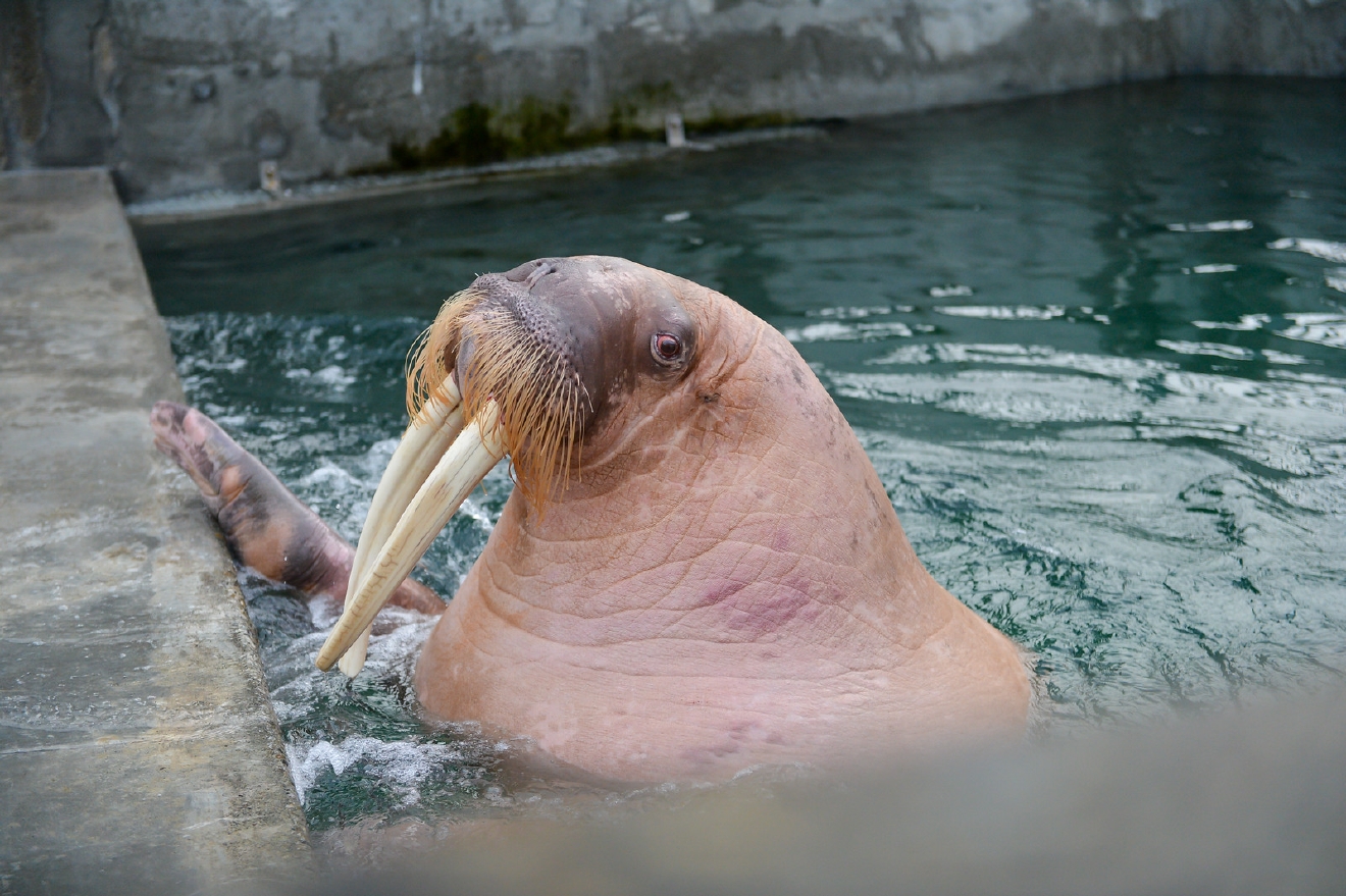 Photos This Is What A 3650 Pound Walrus Looks Like Seattle Refined