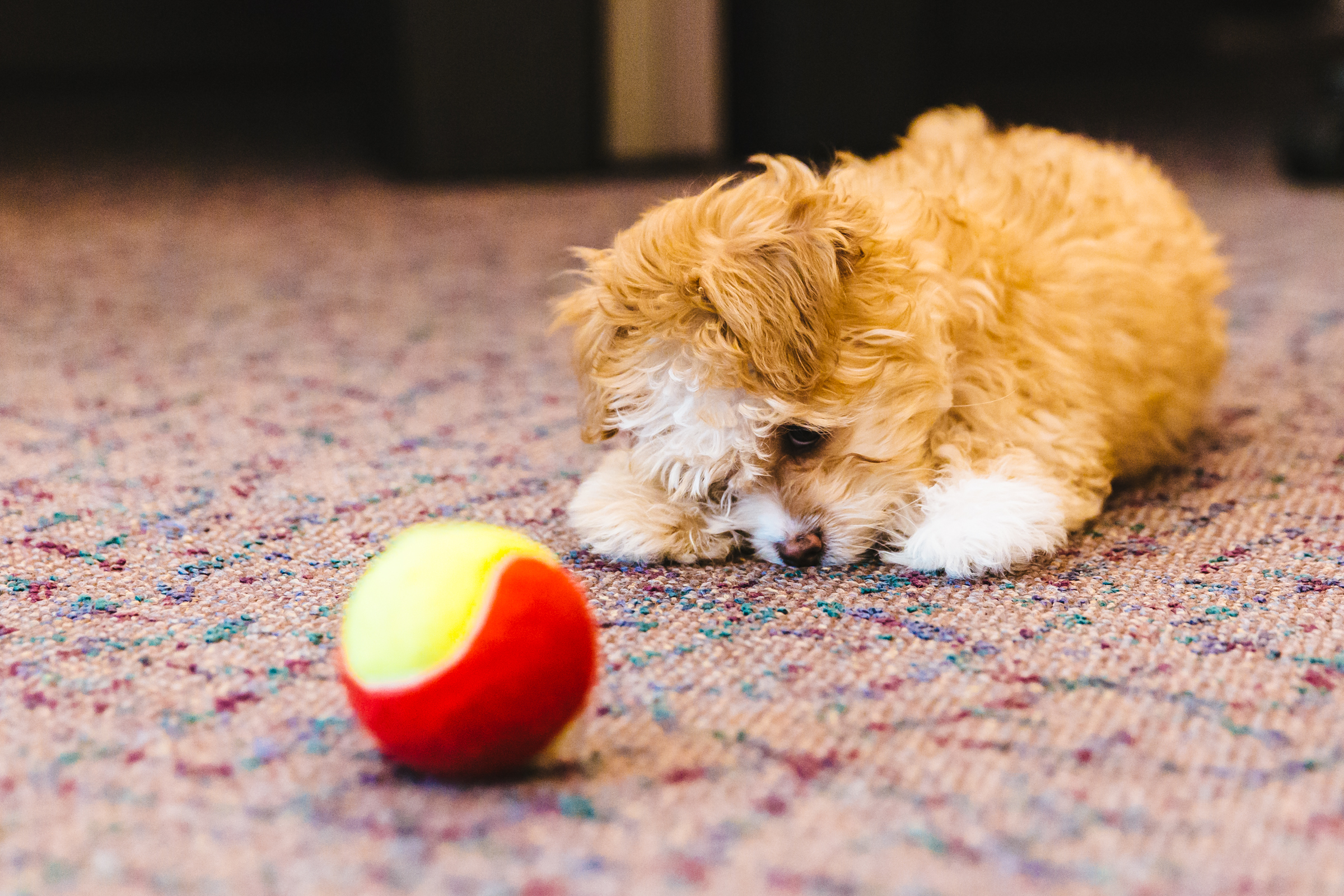 Maltipoo Seattle - h4k8ndz