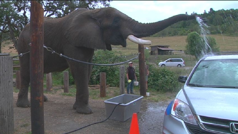 (the elephant) prepares for car wash fundraiser at