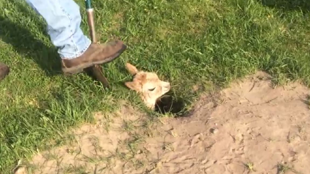 Watch: Baby alpaca rescued from badger hole | WLOS livewell pump diagram 