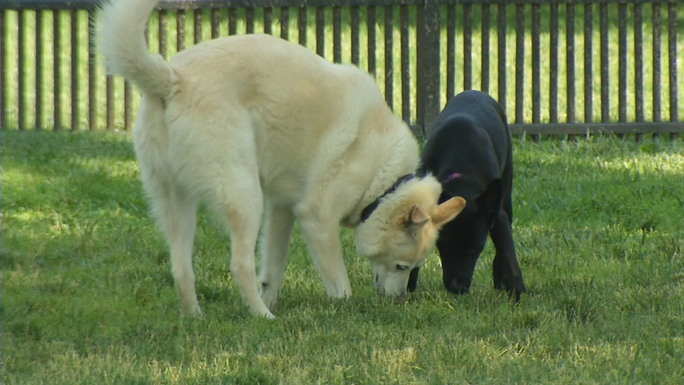 Lawmakers looking to allow dogs to dine at restaurants | WTTE