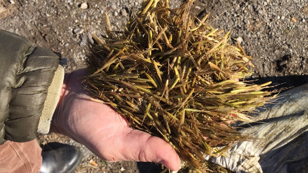 Wild rice seeded in waters of Green Bay WLUK